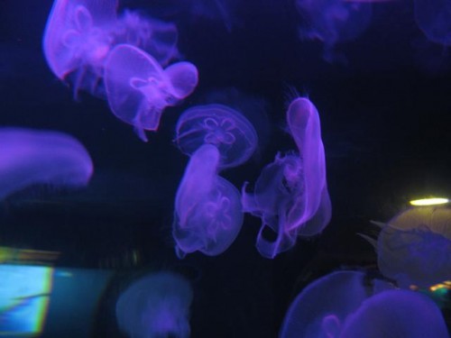 Цветные медузы в аквариуме Пекинского Океанариума