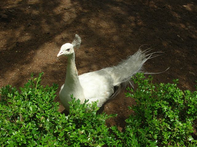 Белый павлин в Парке птиц провинции Хэбэй