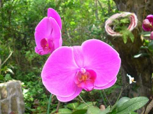 Аллея орхидей. Хайнань