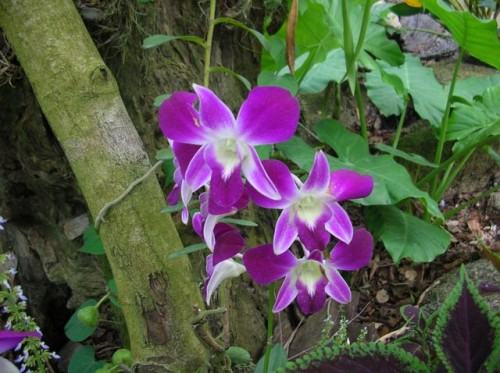 Орхидеи в тропическом лесу. Хайнань