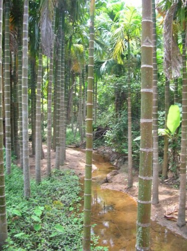 Тропический лес Ялонгбей. Хайнань