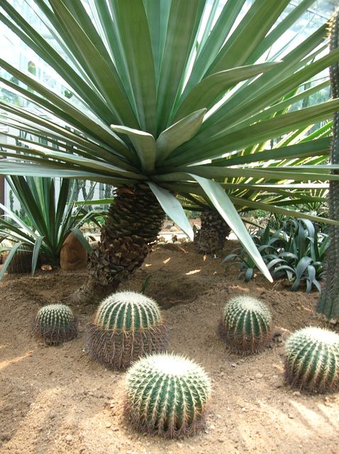 Кактусы в ботаническом саду Даляня