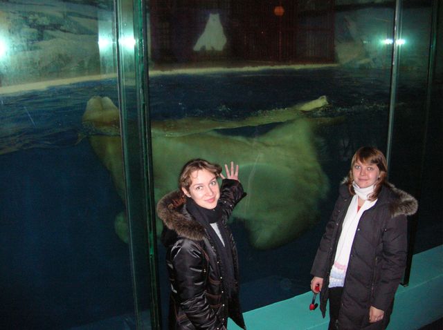 Белый медведь наслаждается купанием в большом стеклянном аквариуме. Харбин