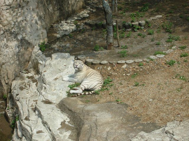 Белый тигр. Даляньский зоопарк