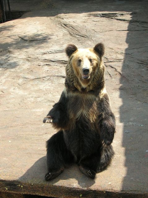 Бурый медведь. Лесной зоопарк Даляня