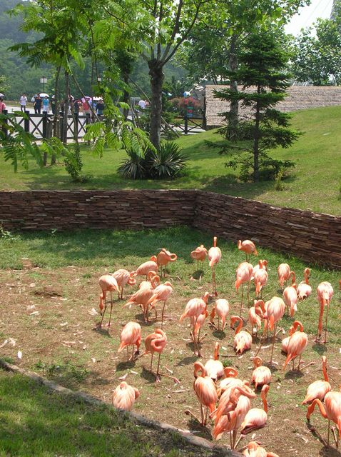 Розовые фламинго в зоопарке Даляня