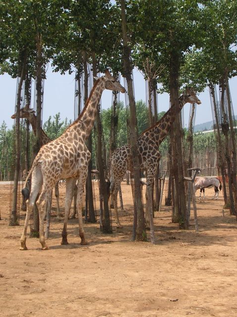 Жирафы. Зоопарк Дяляня
