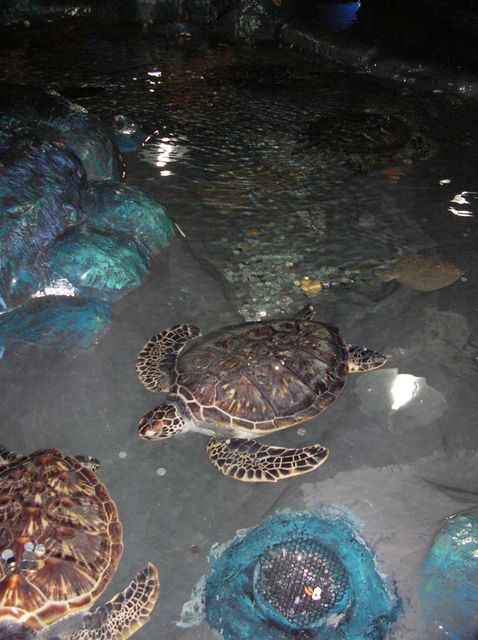 В бассейн с черепахами посетители кидают монетки на счастье