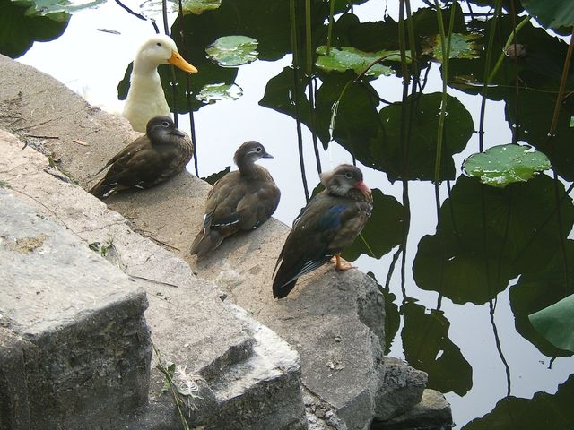 Утки и гуси типичные обитатели китайских парков
