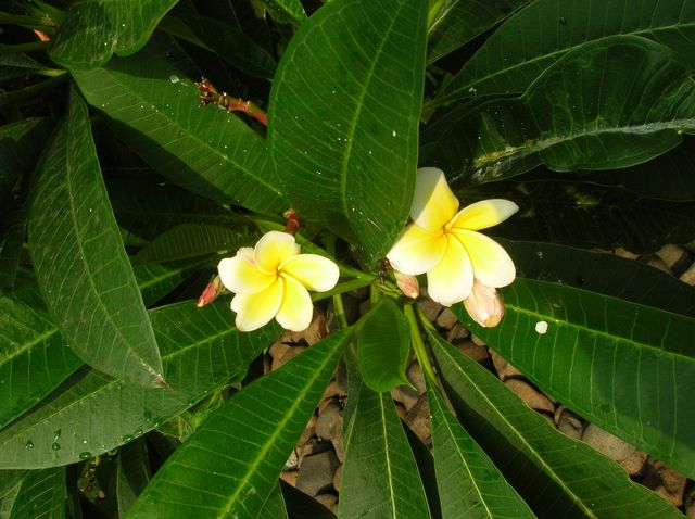 Тропические цветы на о.Хайнань