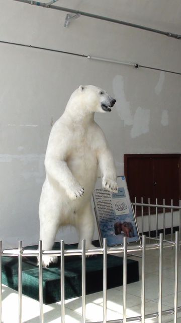 Чучело белого медведя в Даляньском музее природы