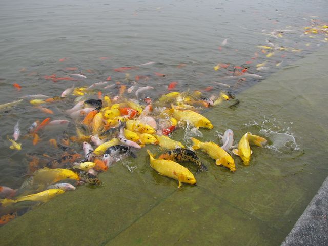 Рыбки в пруду есть практически в каждом парке Китая