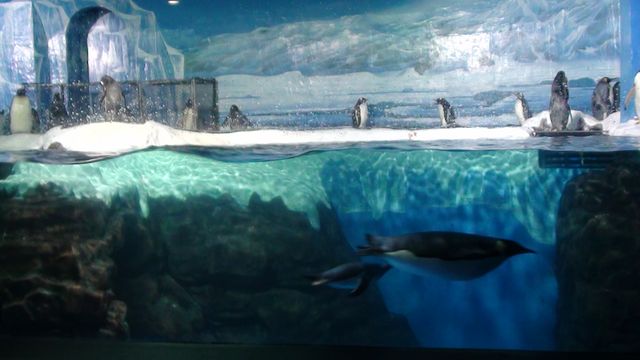 Пингвины в океанариуме Даляня
