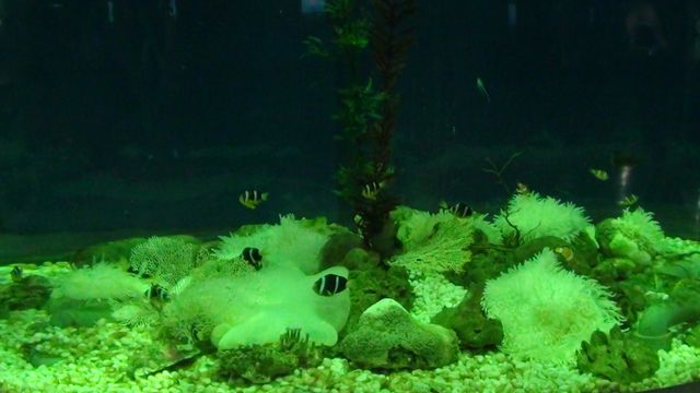 Аквариум с актиниями и рыбками-клоунами в Даляньском океанариуме
