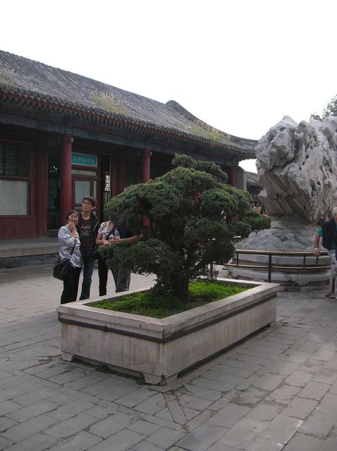 Бансай - образец садово-паркового искусства. Пекин