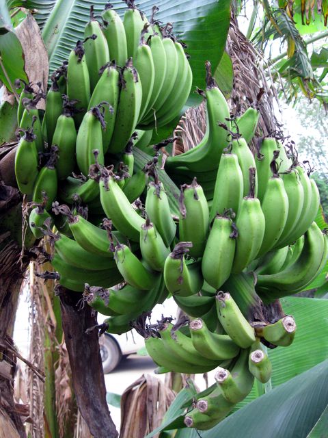 В городе Бэйхае можно увидеть грозди зеленых бананов