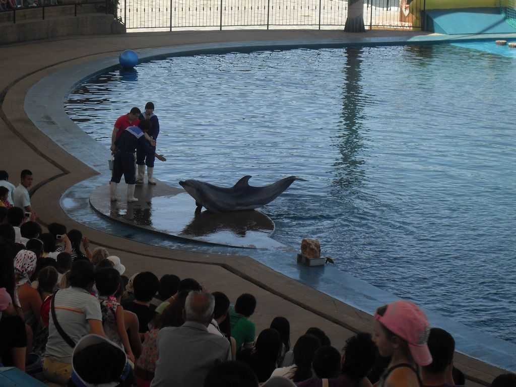 Шоу дельфинов. Аквапарк, Шанхайгуань