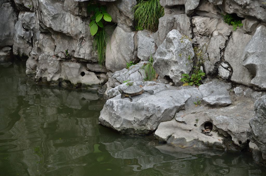 Черепаха на берегу пруда в парке Юй Юань