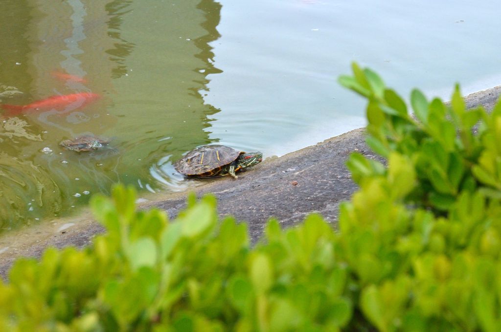 В искусственном озере в центре парка Луцзяцзуй живут красноухие черепахи