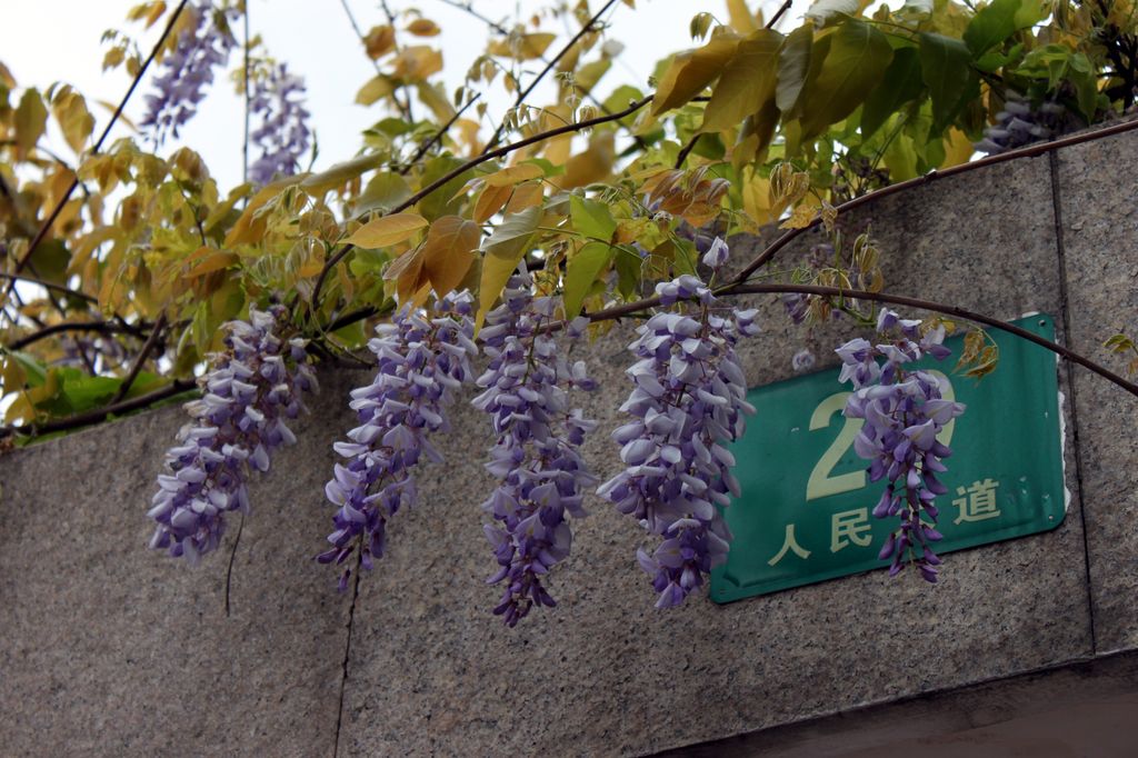 Цветы в парке Луцзяцзуй