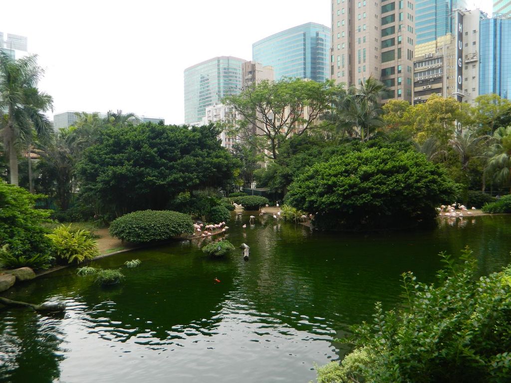 Пруд с птицами в парке Коулун, Гонконг