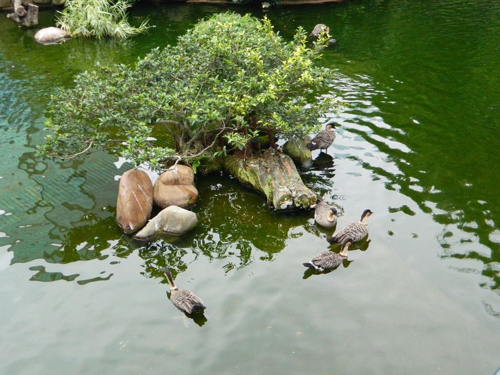 Утки в парке Коулун