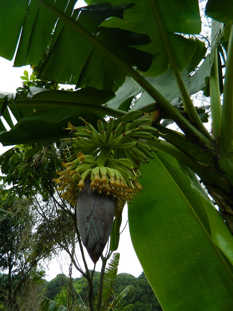 Банановая аллея на окраине деревни Mo Tat, остров Ламма