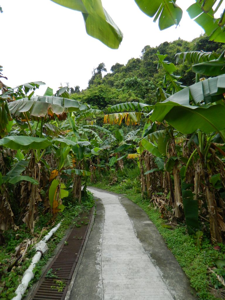 Банановая аллея на окраине деревни Mo Tat, остров Ламма